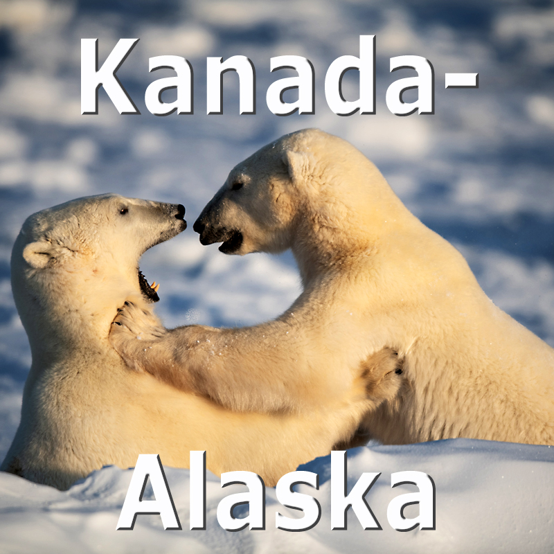 Kanada - Pascal Violo