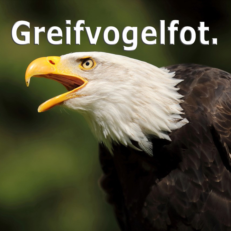 WS Greifvögel - Daniel Boymann
