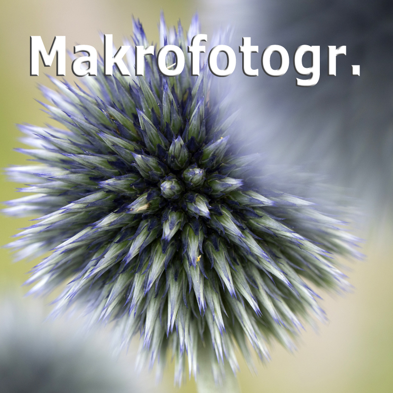 WS Makrofotograf. - Paul Kornacker