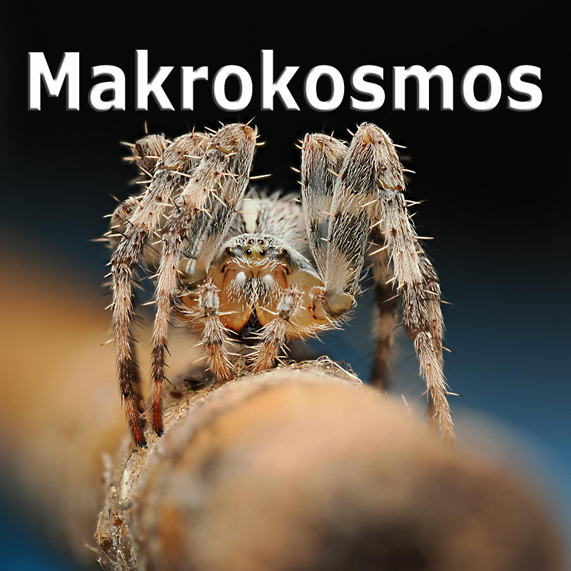 WS-Makrokosmos - Eric Scheuermann