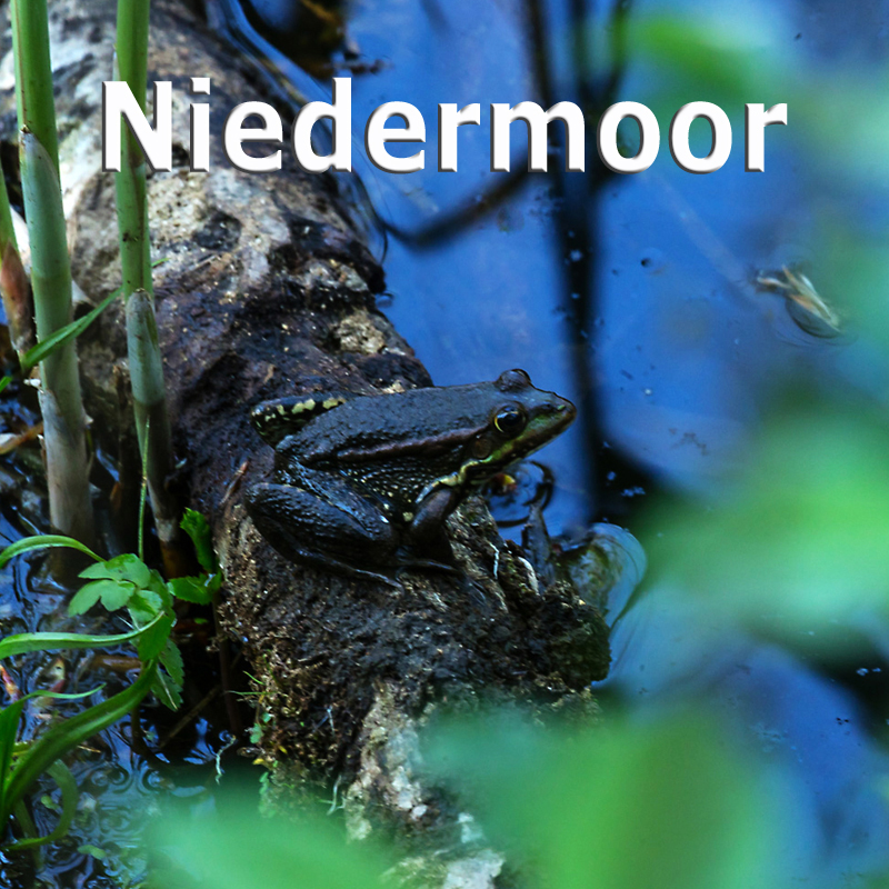 WS Niedermoor - Paul Eschbach
